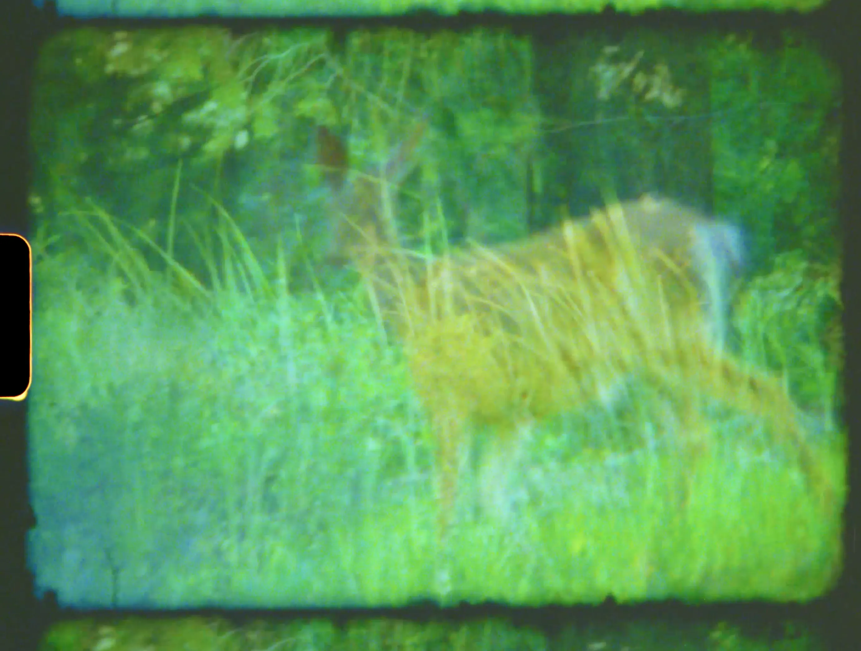A deer wanders through tall sunlit grass at the edge of the trees